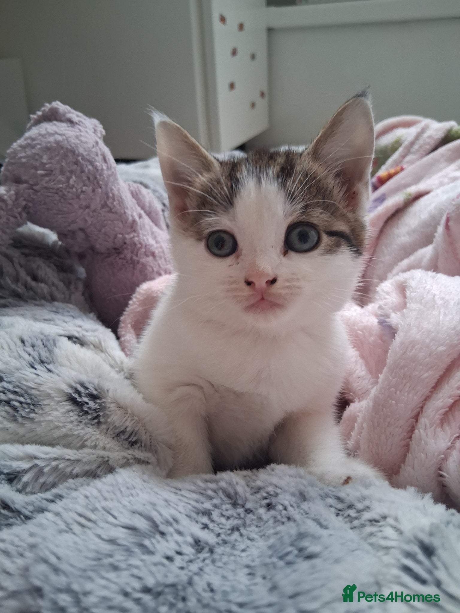 Mixed Breed cats 3 Stunning kittens - Advert 14