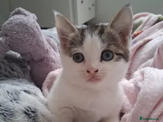 Mixed Breed cats 3 Stunning kittens - Advert 14