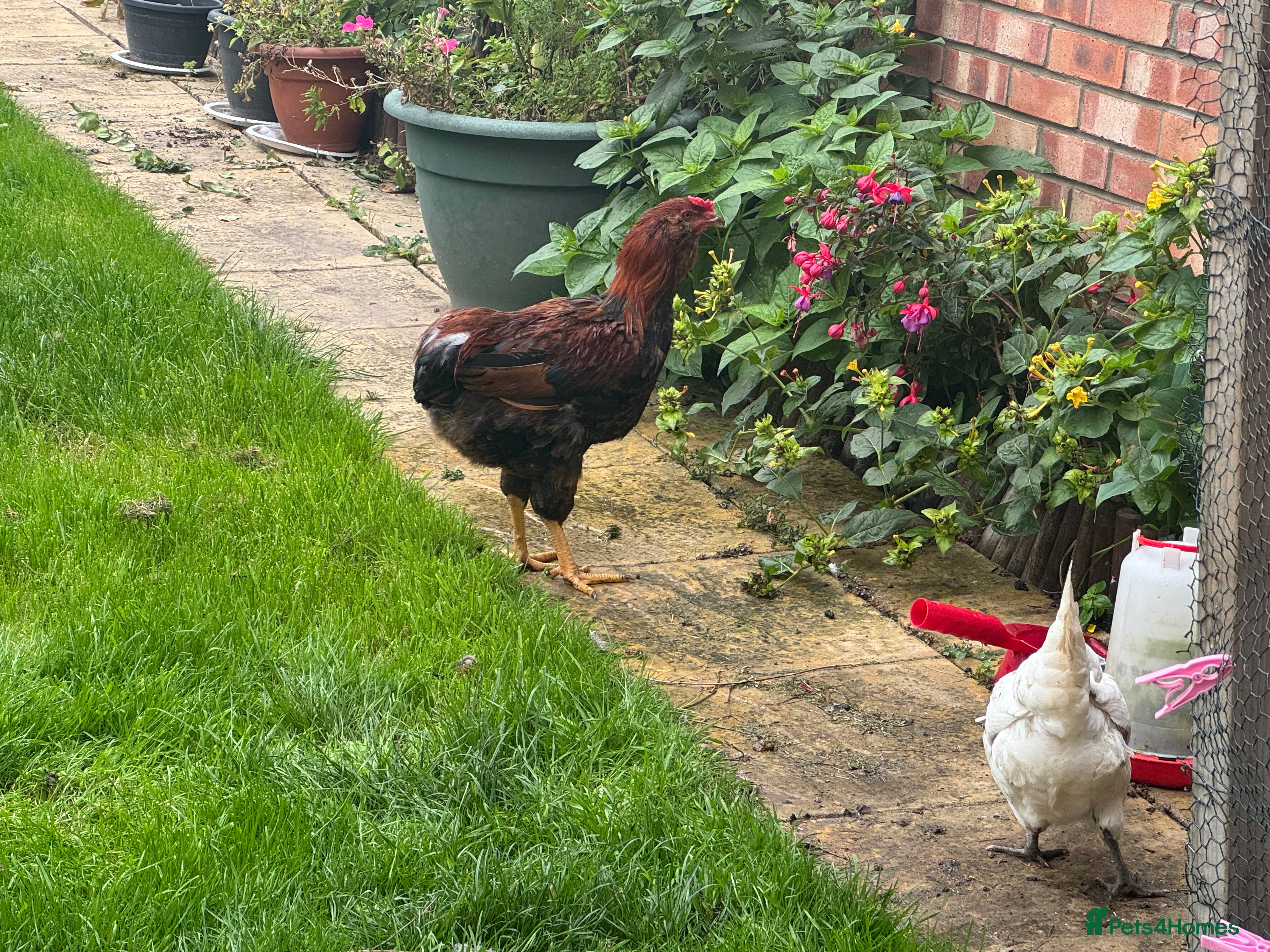 Chickens poultry Healthy Young Cockerel - Advert 15