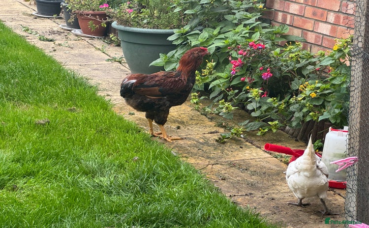 Chickens poultry Healthy Young Cockerel - Advert 1