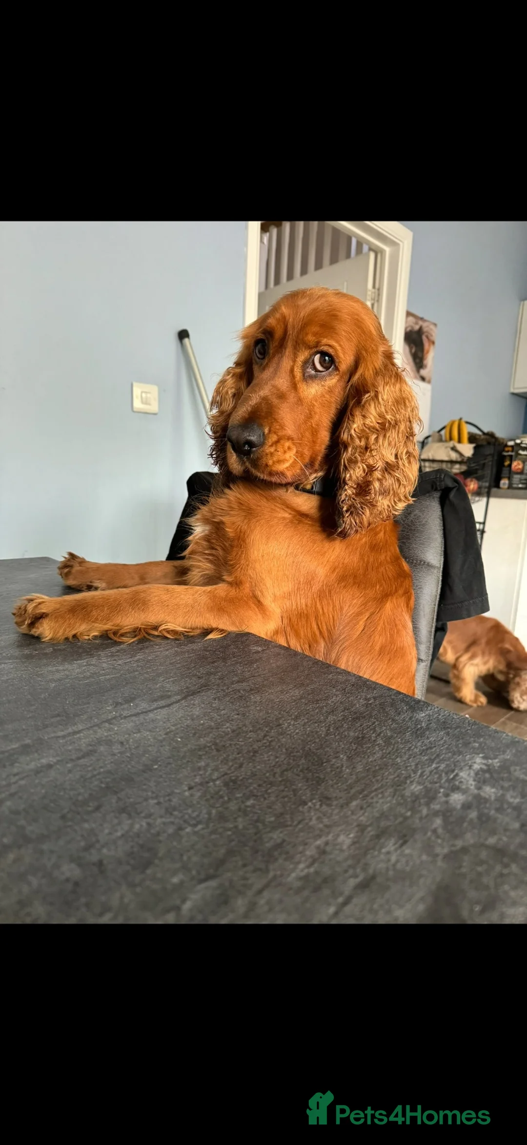 Cocker Spaniel dogs for sale: Beautiful blue roan cocker spaniel show puppies  - Advert 2