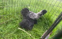 Chickens poultry for sale: Pair of breeding silkies - Image 5