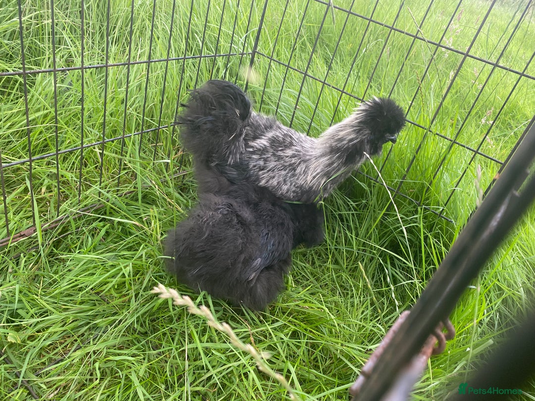 Chickens poultry for sale: Pair of breeding silkies - Image 5