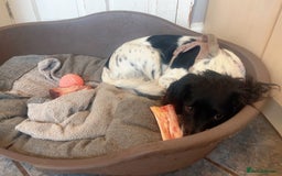 English Springer Spaniel dogs for sale: Poppy ( beautiful Angel) - Image 2