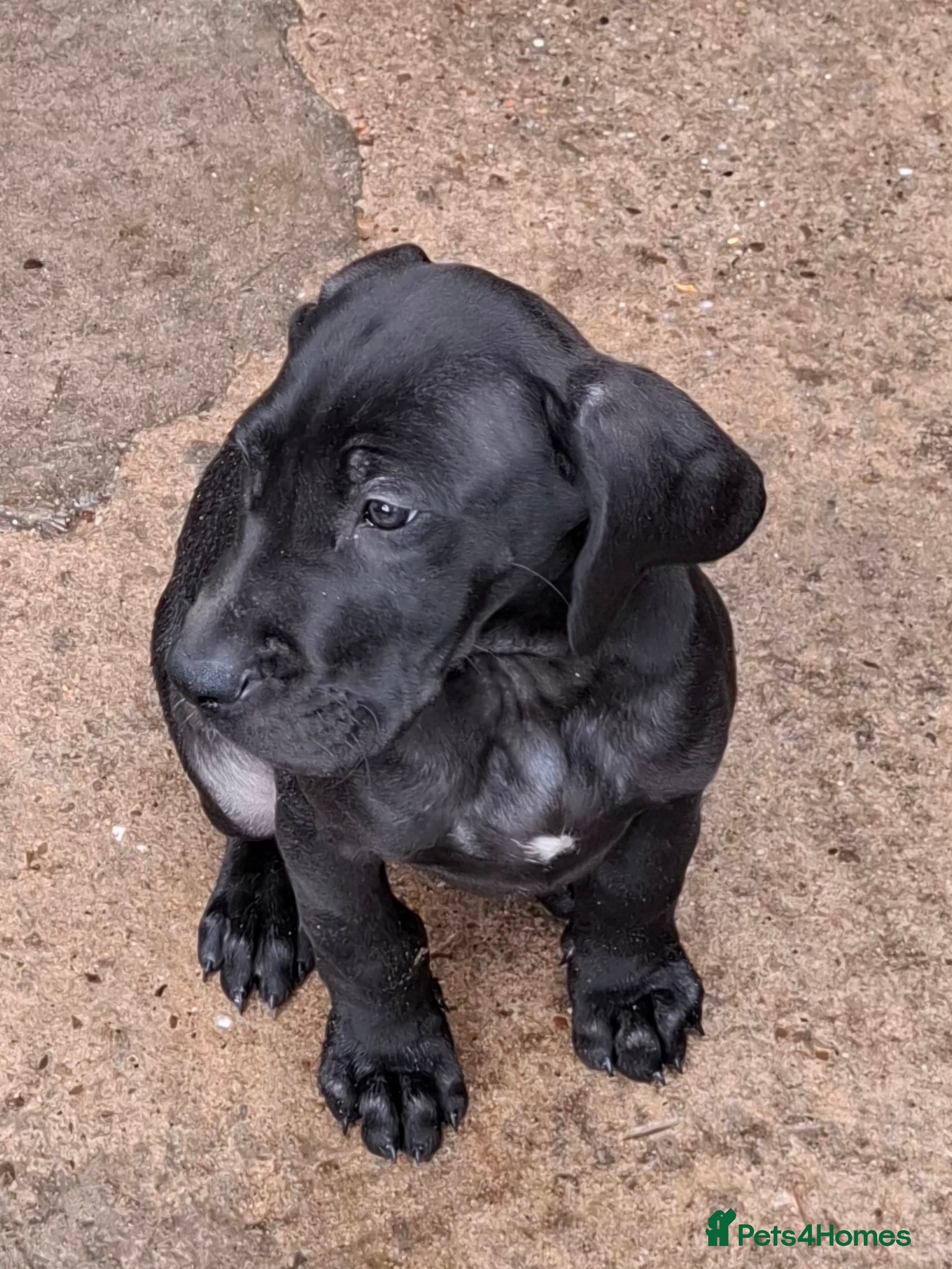 Great Dane dogs Great Dane puppies K.C Registered  - Advert 1