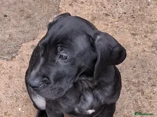 Great Dane dogs Great Dane puppies K.C Registered - Advert 1