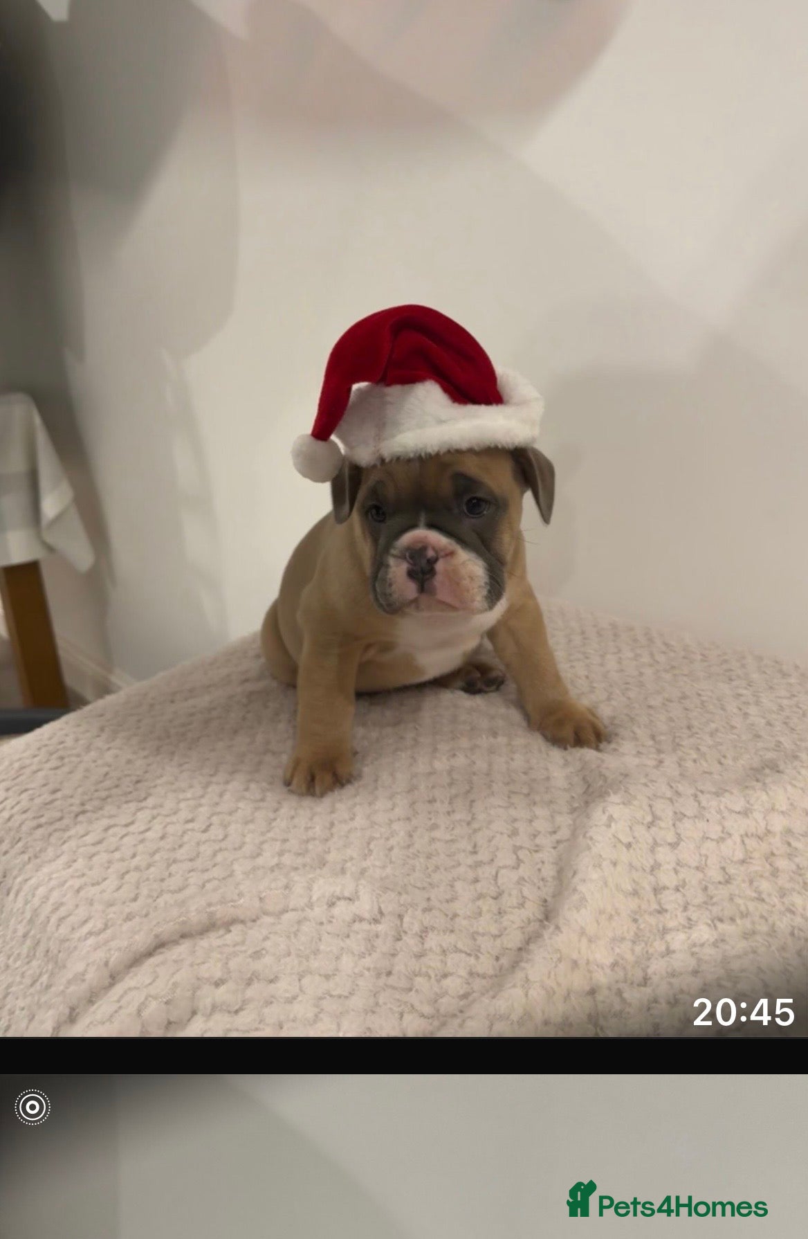 Mixed Breed dogs English bulldogs  - Advert 4