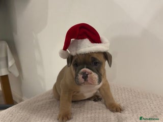 Mixed Breed dogs English bulldogs - Advert 4