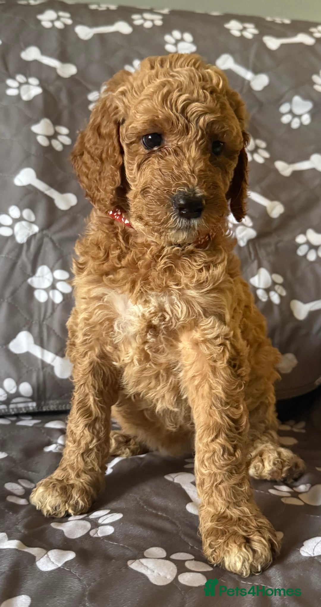 Standard Poodle dogs for sale: Standard Poodle Puppies  - Image 7