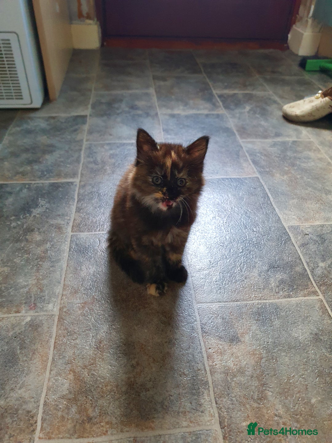 Mixed Breed cats for sale: Kittens for sale  - Image 8