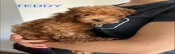 Cavapoo dogs for sale: Toy red teddy bear F1B Cavapoos by Asian toy dad in Chigwell - Advert 15
