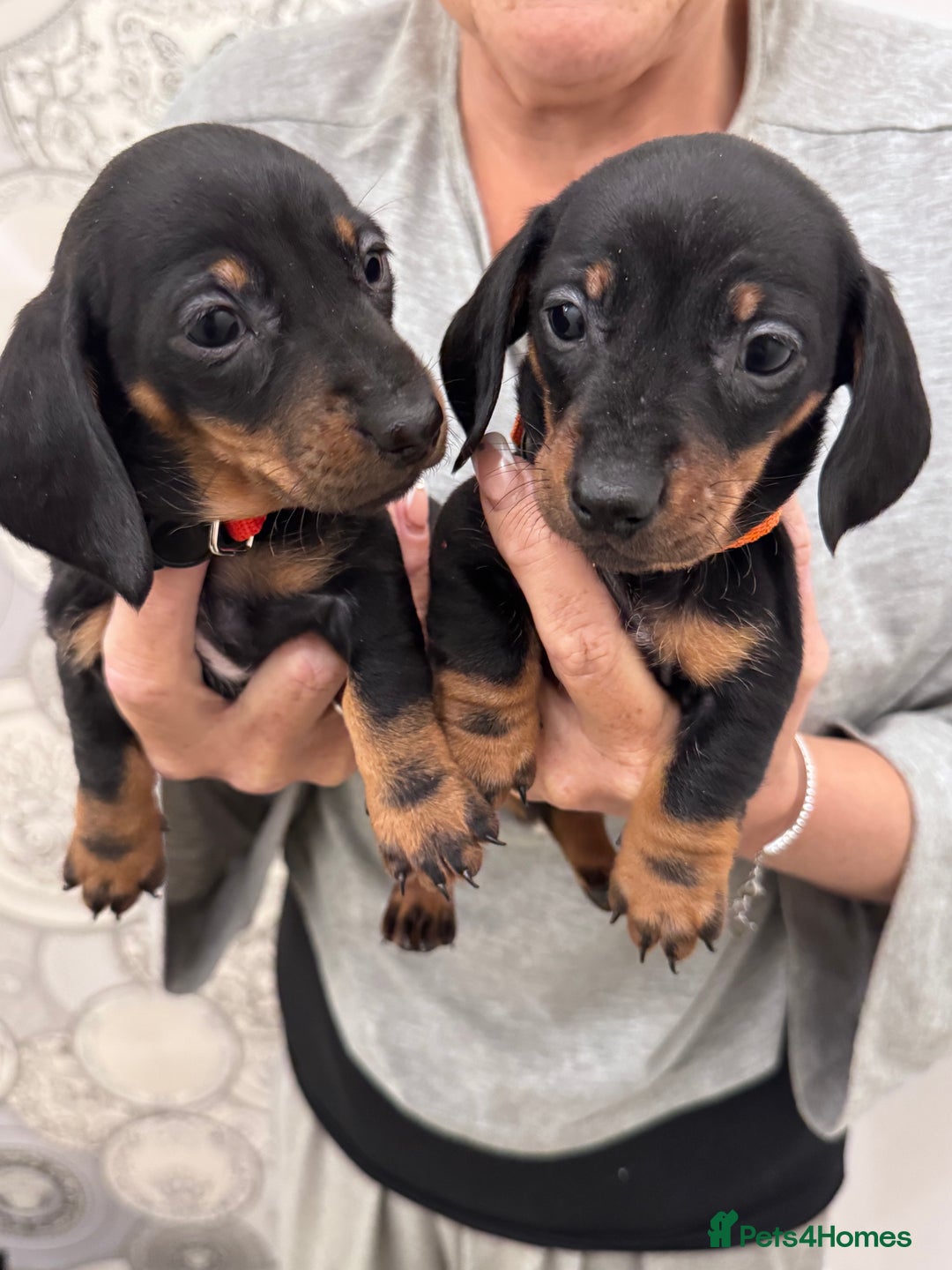 Dachshund dogs for sale: Dachshund Puppies  - Advert 16