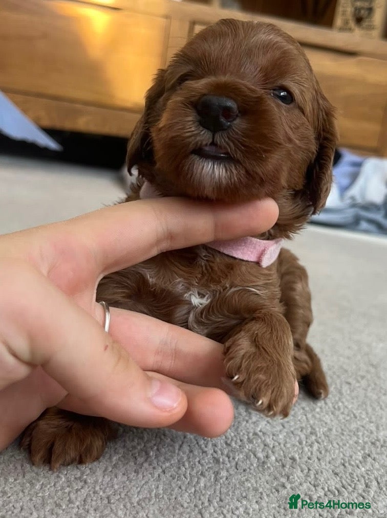 Cockapoo dogs 3 LEFT! Toy F2 Cockapoo Puppies - Poole, VIEW NOW - Advert 2