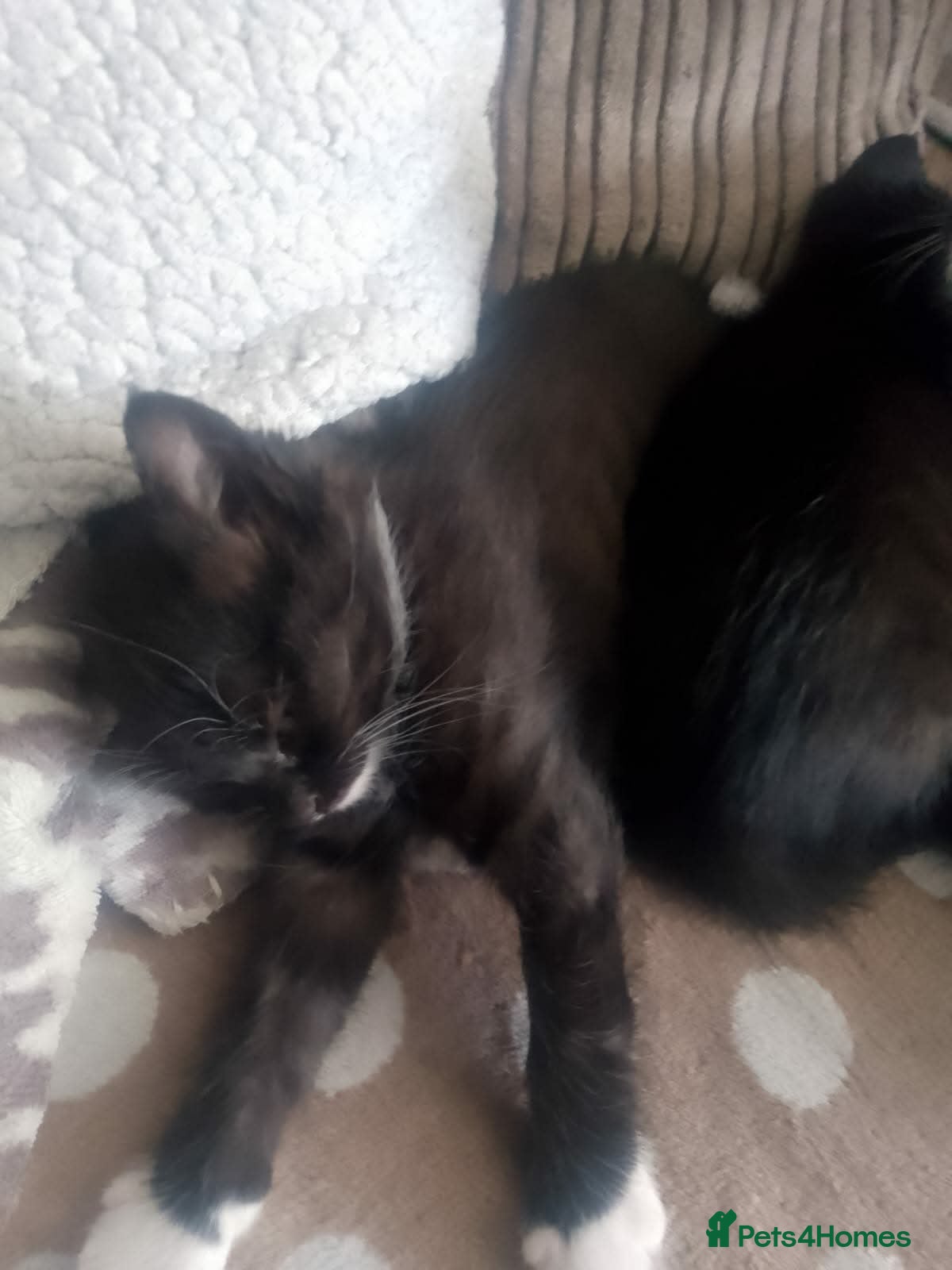 British Longhair cats Beautiful black and white kittens  - Advert 9