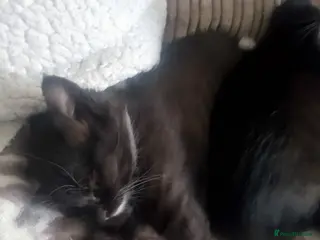 British Longhair cats Beautiful black and white kittens - Advert 9