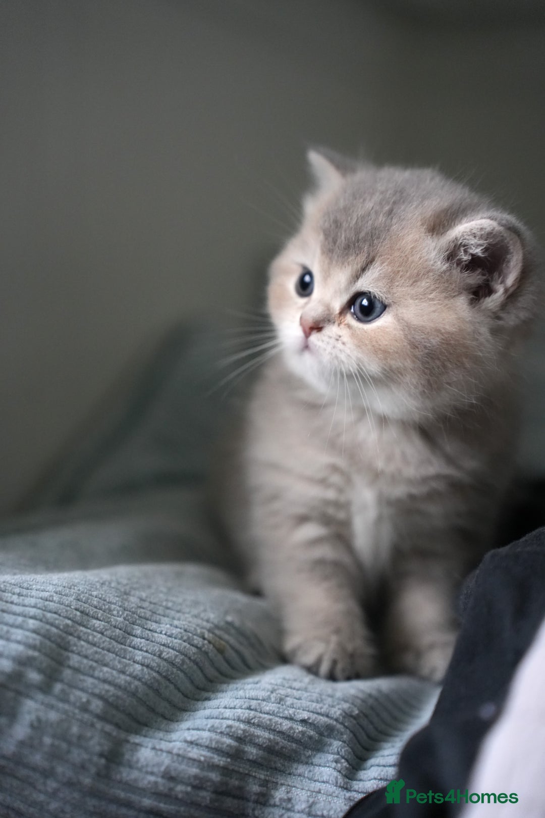 Scottish Fold cats for sale: Scottish fold - Advert 24