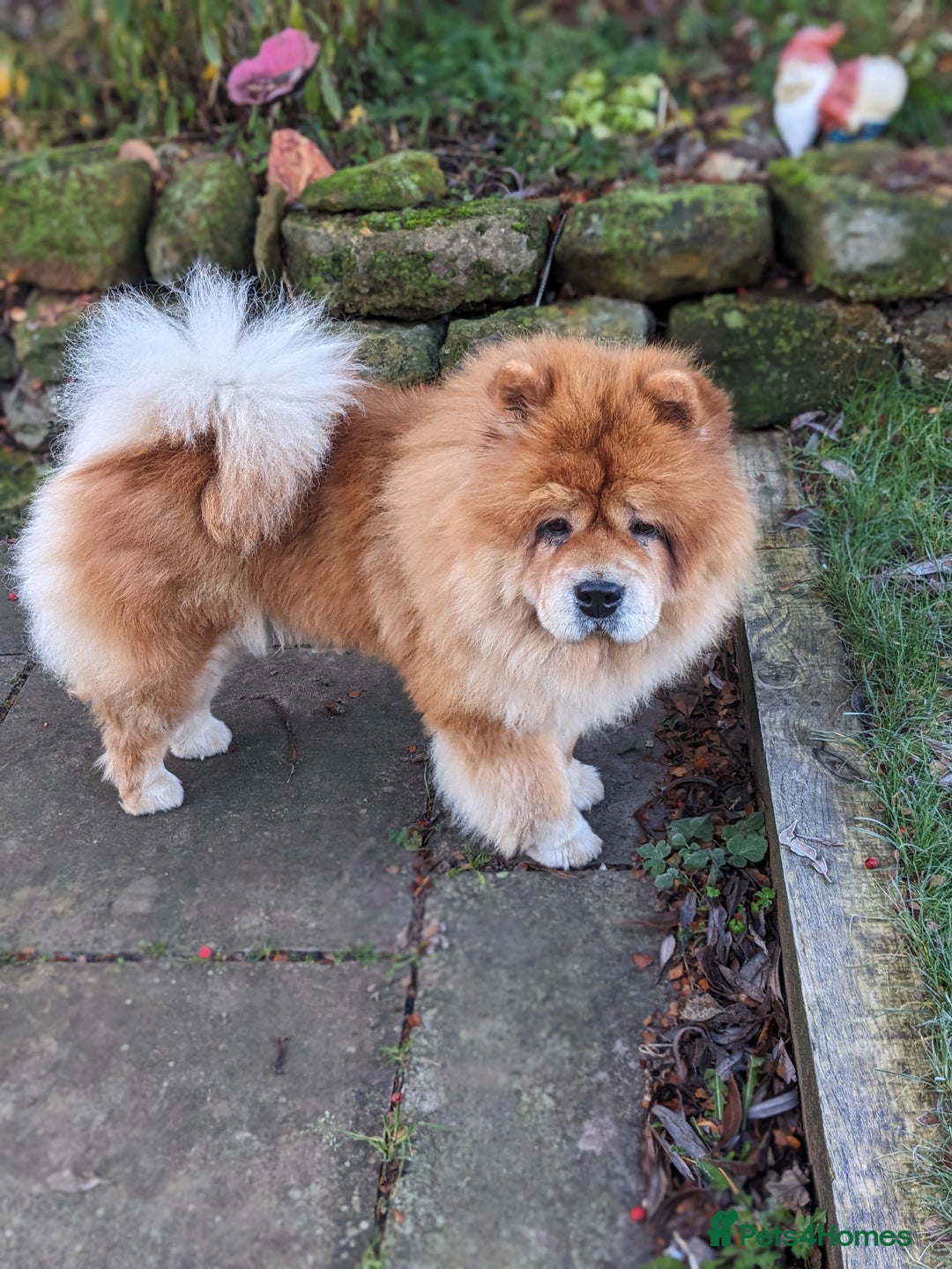 Chow Chow dogs for sale: 5 year old Female Chow Chow for Rehoming - Advert 2