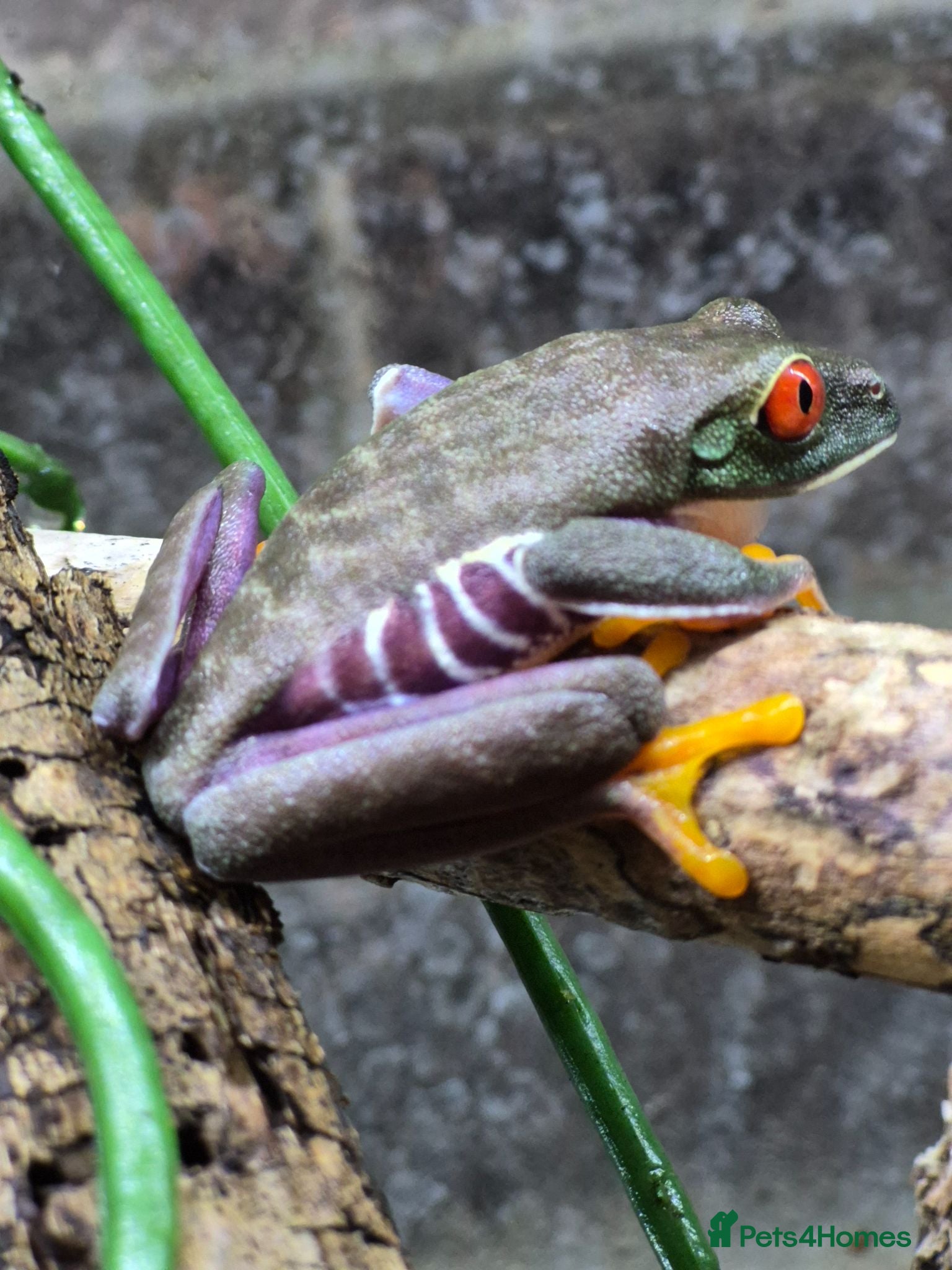 Frog reptiles Red eyes,Milk frogs,whites.Green/black.Pacman - Advert 1