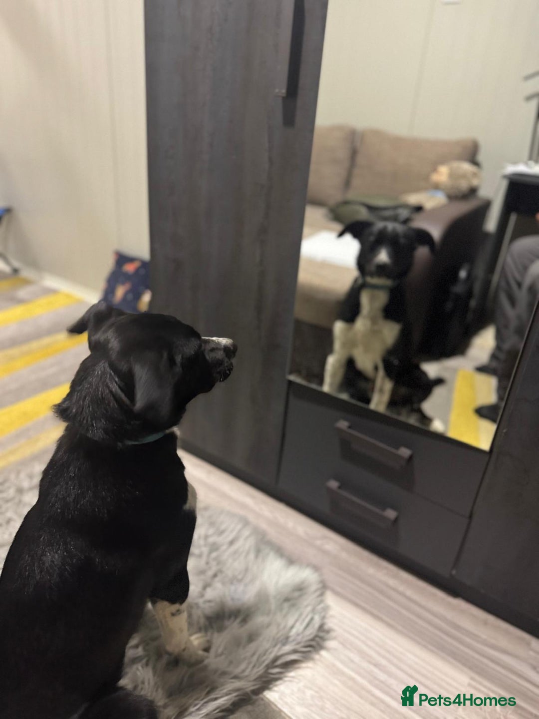 Mixed Breed dogs for adoption: Gorgeous Maylo looking for love - Advert 20