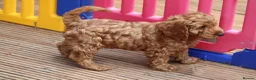 Cockapoo dogs for sale: Boy and girl  - Advert 10