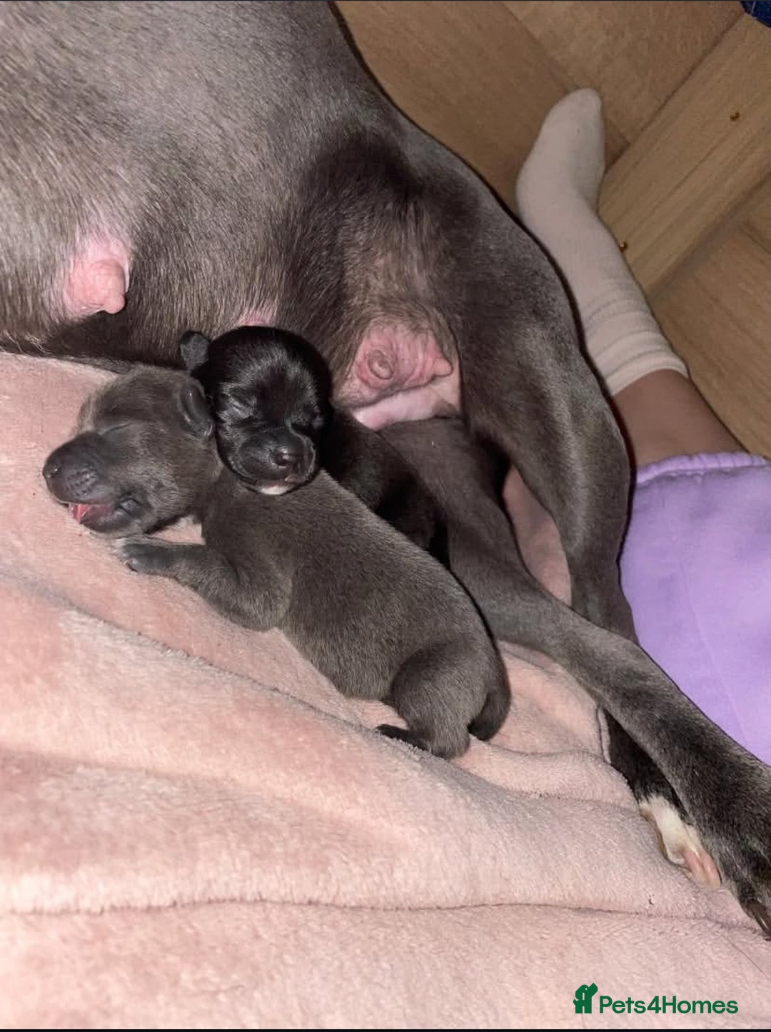 Staffordshire Bull Terrier dogs for sale: Gorgeous Blue&Black Pedigree Staffy’s Puppies  - Advert 3