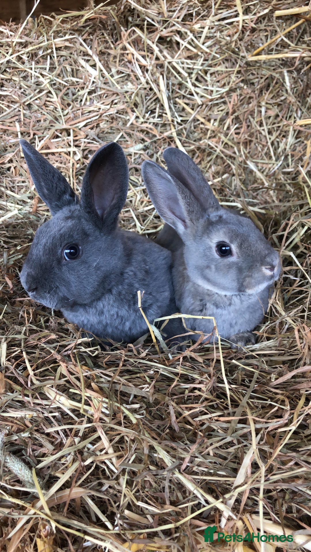 Rex rabbits for sale: Beautiful Pure Breed Velvet Mini Rex babies 🐰  - Advert 25