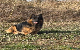 German Shepherd dogs for stud: Herman Kennel Club registered GSD-stud in Doncaster - Image 1