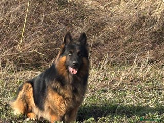 German Shepherd dogs Herman Kennel Club registered GSD-stud in Doncaster - Advert 10