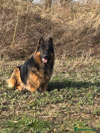 German Shepherd dogs Herman Kennel Club registered GSD-stud in Doncaster - Advert 1