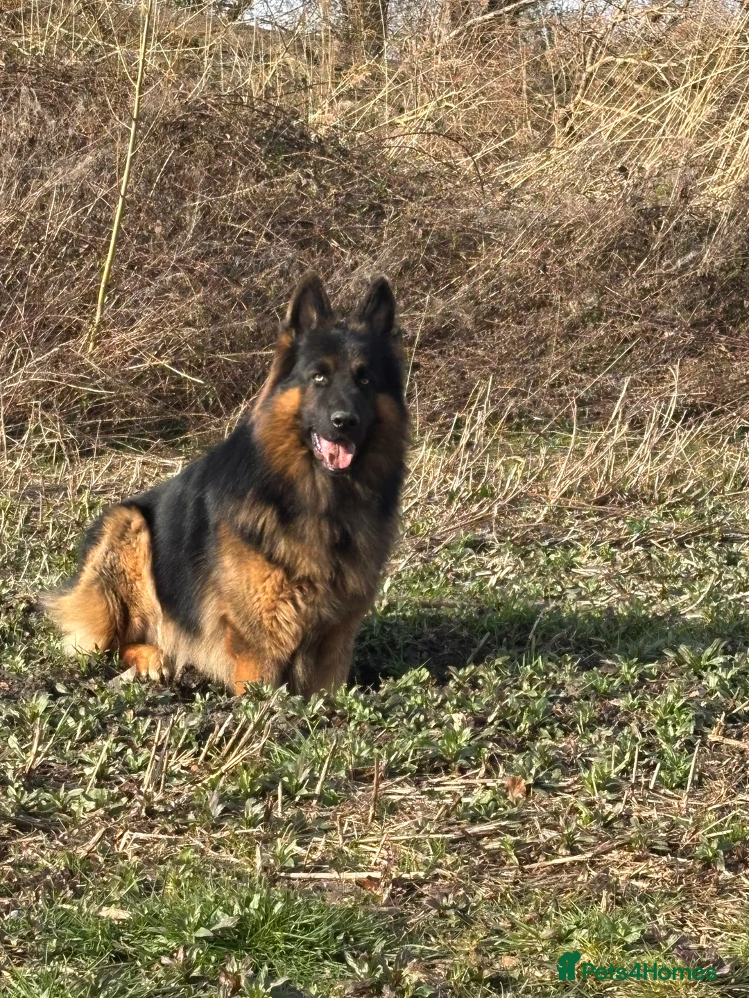 German Shepherd dogs for stud: Herman Kennel Club registered GSD-stud in Doncaster - Advert 1