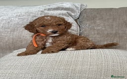 Cavapoo dogs for sale: F1b Cavapoos - Image 4