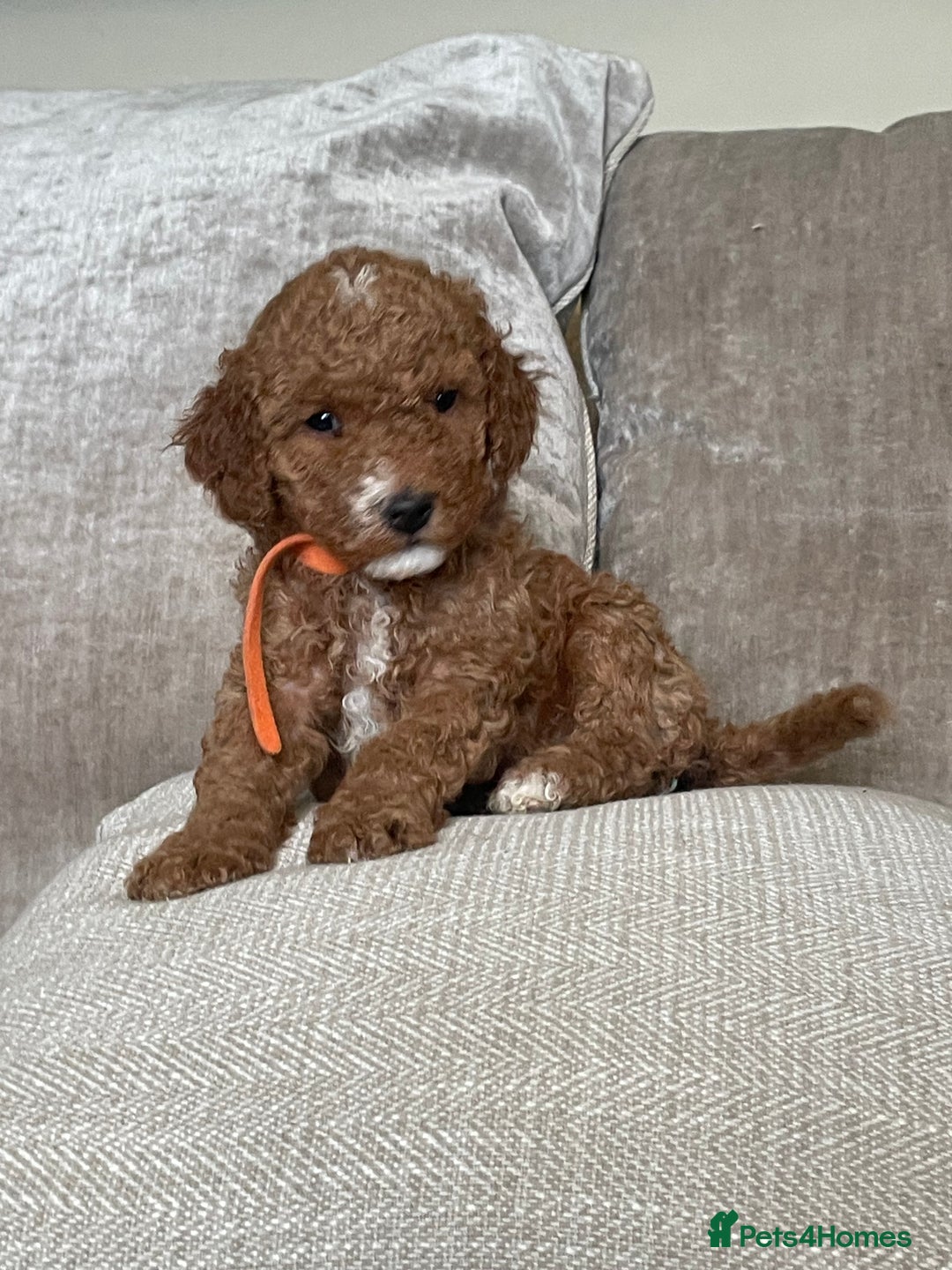 Cavapoo dogs for sale: F1b Cavapoos - Image 4