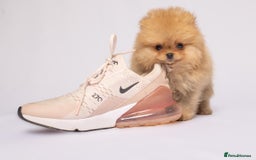Pomeranian dogs for sale: True to type Pomeranian Puppies  - Image 11