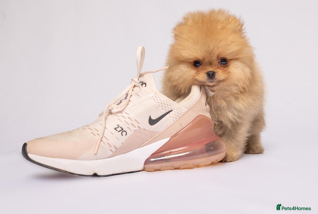 Pomeranian dogs for sale: True to type Pomeranian Puppies  - Image 11