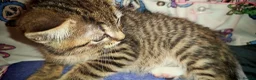 Bengal cats for sale: Lovely kitten looking for forever home - Advert 7