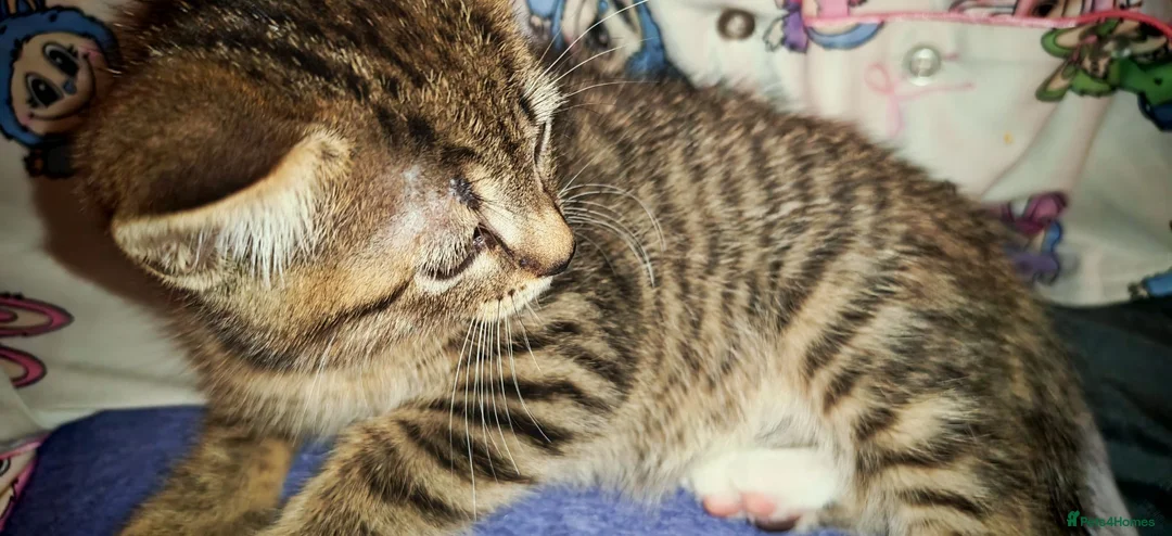 Bengal cats for sale: Lovely kitten looking for forever home - Advert 7
