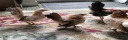 Chickens poultry for sale: Trio of Seramas  in Leicester - Advert 4