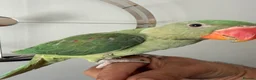 Parrots birds for sale: Beautiful Young Alexandrian Parrot – With Cage - Advert 10