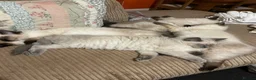 Ragdoll cats for sale: 4 pure Ragdoll kittens✨FREE ESSENTIAL STARTER PACK - Advert 22