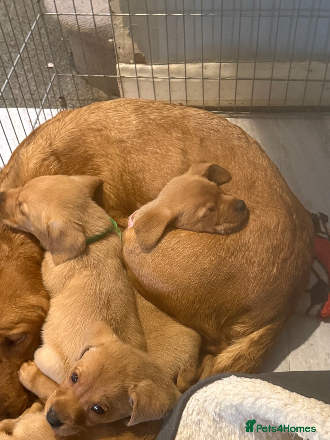 Labrador Retriever dogs for sale: 1 boy left! Fox red KC rEG Labradors working line  - Advert 10