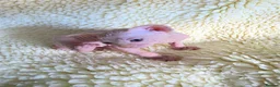 Sphynx cats for sale: Beautiful Canadian Sphynx Kittens Available 💎 - Advert 2