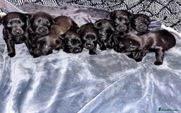 Mixed Breed dogs for sale: Labrador Cross - Image 2