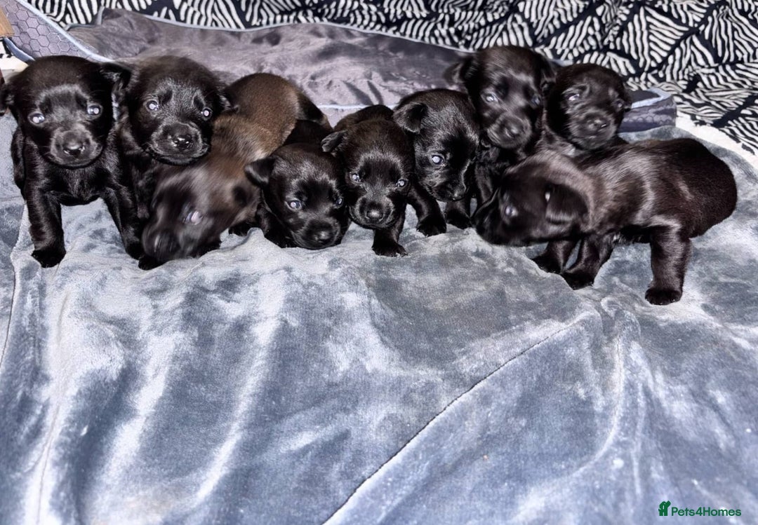 Mixed Breed dogs for sale: Labrador Cross - Image 2