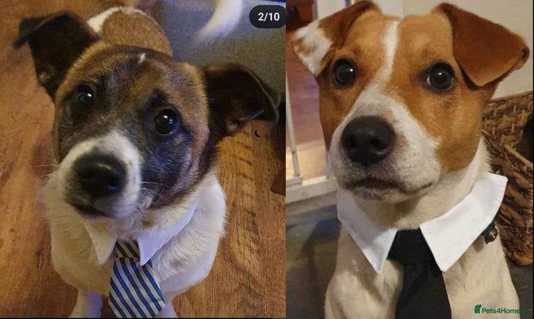 Mixed Breed dogs Bonded Pair in Newcastle upon Tyne - Advert 13