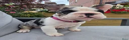 French Bulldog dogs for sale: Last girl ! French Bulldog  - Advert 5
