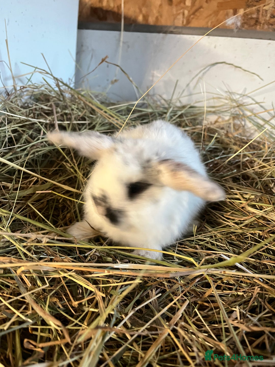 Mini Lion Lop rabbits for sale: Stunning mini lion lops  - Advert 3