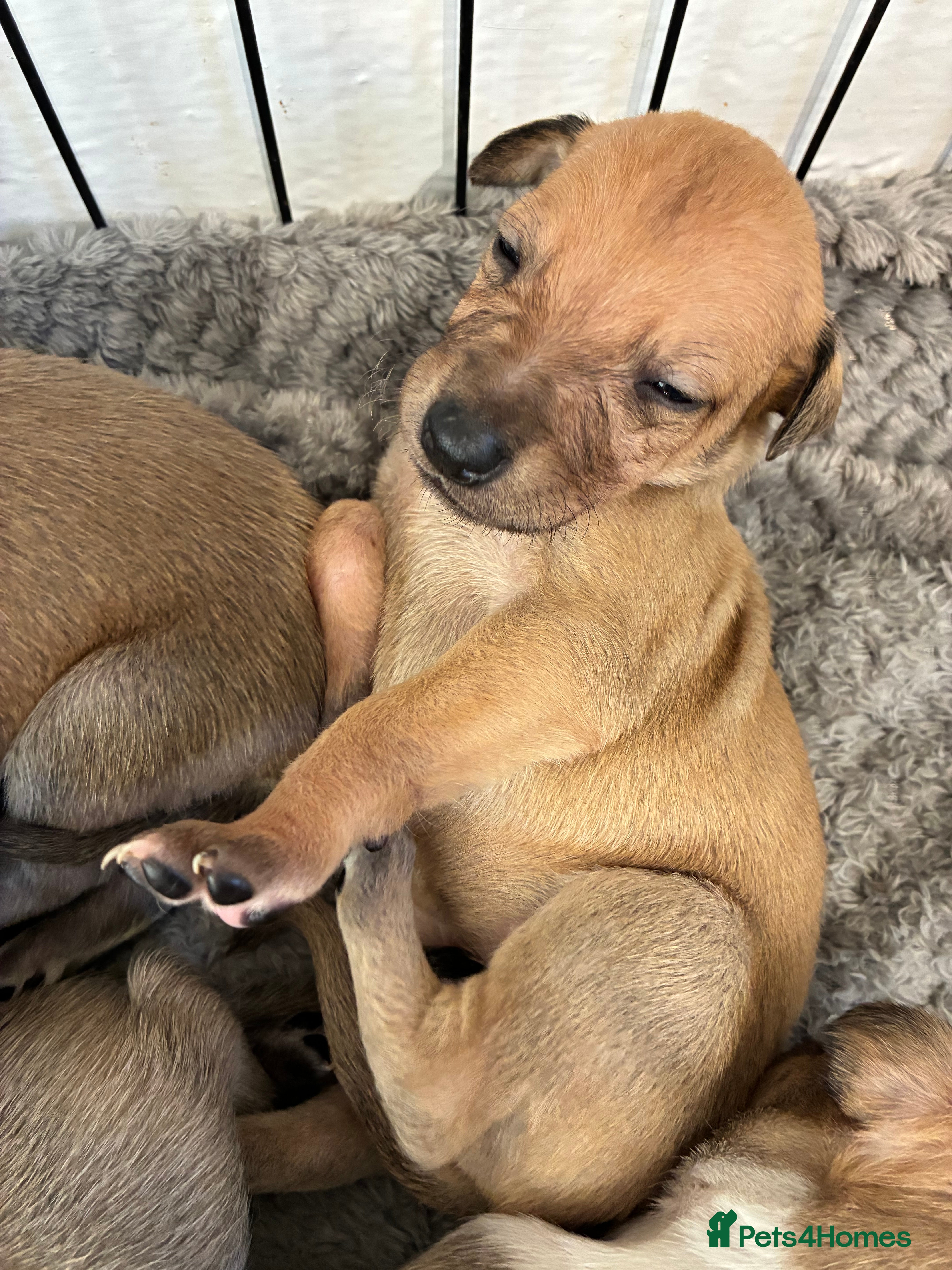 Whippet dogs Beautiful litter of Whippet puppies - Advert 1