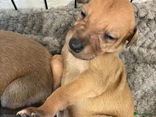 Whippet dogs Beautiful litter of Whippet puppies - Advert 15