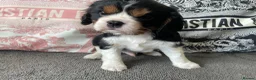 Cavalier King Charles Spaniel dogs for sale: Chocolate carrying Cavalire King Charles spaniels  - Advert 24