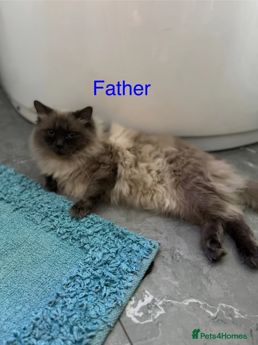 Ragdoll cats for sale: Ragdoll Kitten  - Advert 2